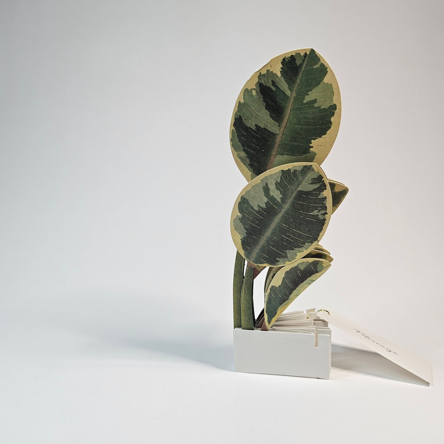 Ficus Artesima Pop-up Card