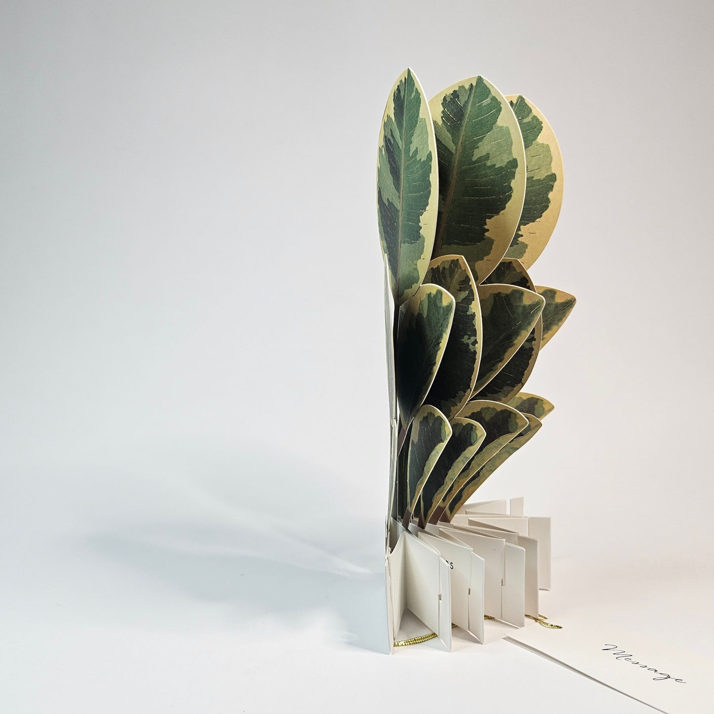Ficus Artesima Pop-up Card