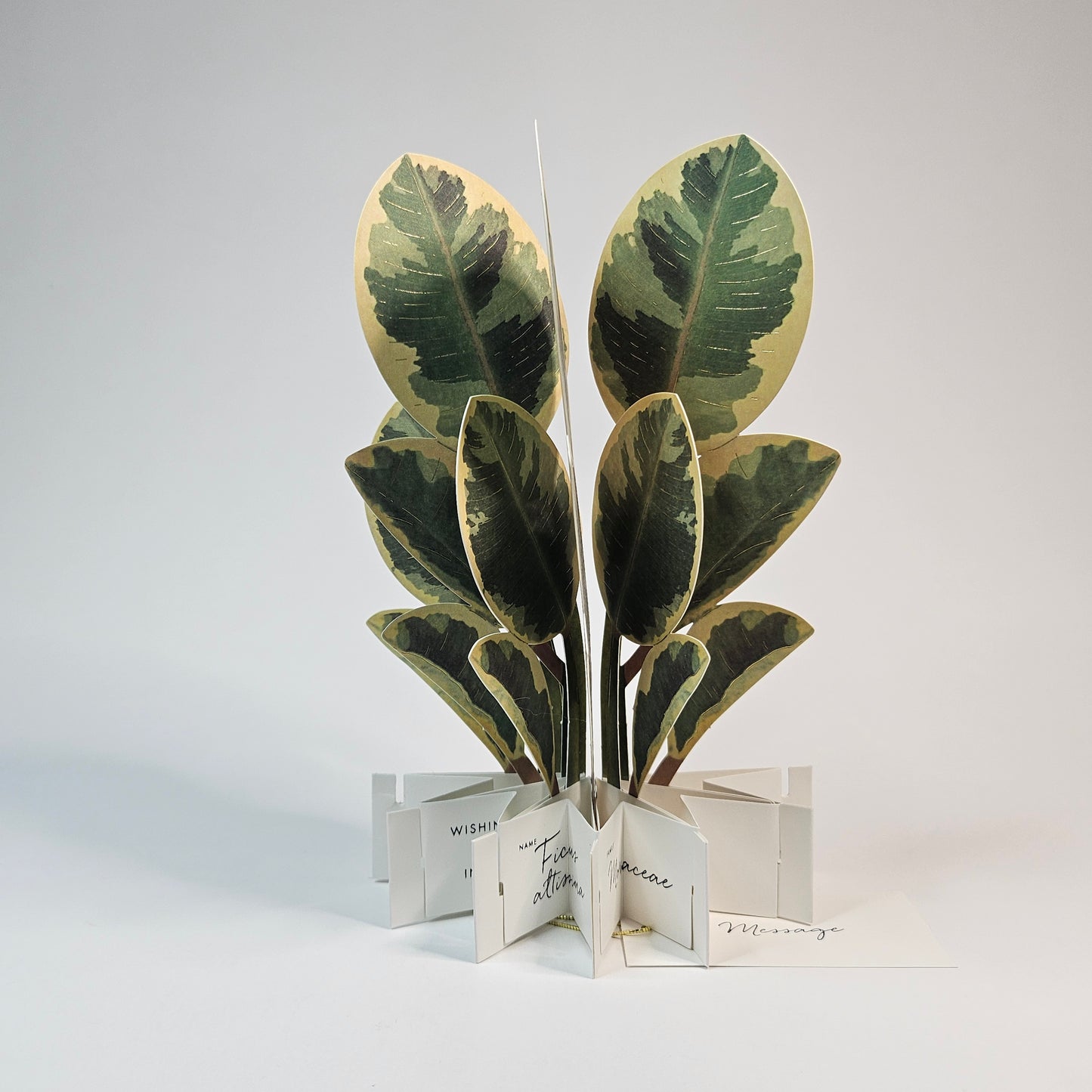 Ficus Artesima Pop-up Card