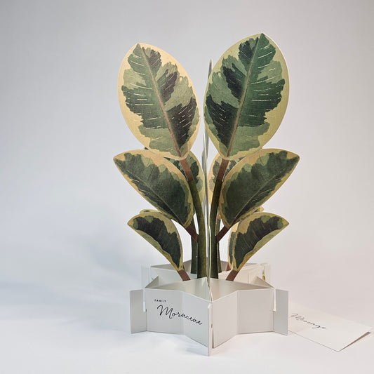 Ficus Artesima Pop-up Card